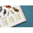 Poster Garden Birds